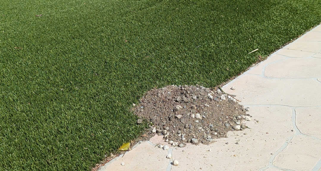 Gopher Damage in Artificial Turf in Temecula and Riverside – Signs and Solutions